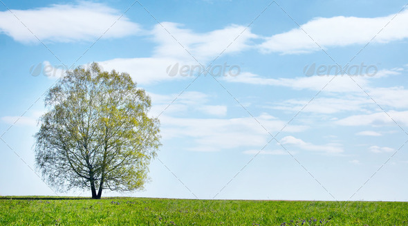 Summer landscape with lonely tree against blue cloudy sky - Stock Photo - Images