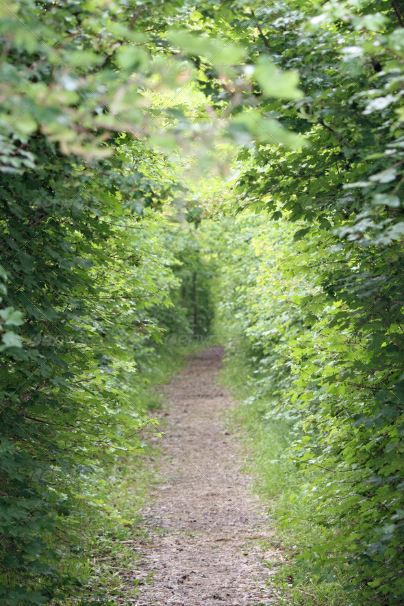 trail in the middle of the trees and bushes of a natural park - Stock Photo - Images