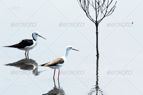 Black-winged - Stock Photo - Images