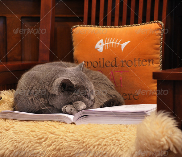 Spoiled Rotten Cat - Stock Photo - Images