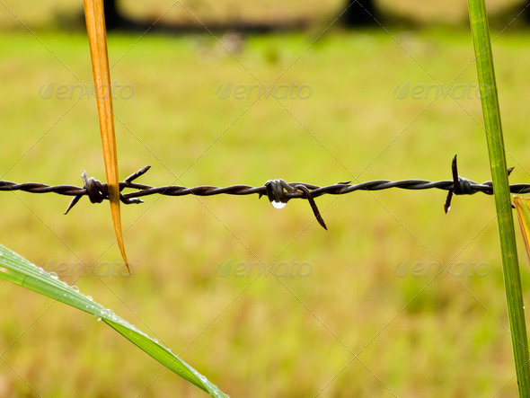 Barbed wires - Stock Photo - Images