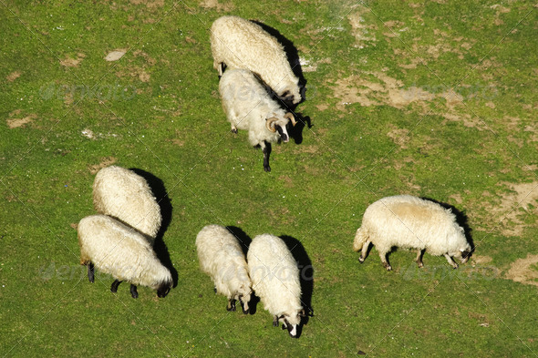 White sheep grazing - Stock Photo - Images