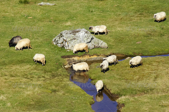 Sheep on a mountain river - Stock Photo - Images