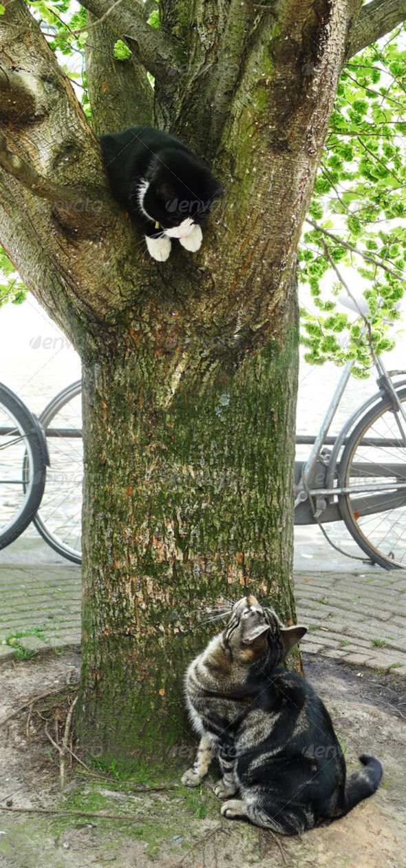 Two playful cats and a tree - Stock Photo - Images