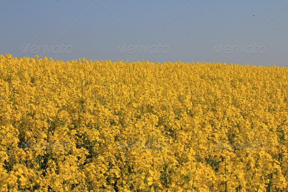 Contrasting Yellow Rapeseed and Blue Sky - Stock Photo - Images