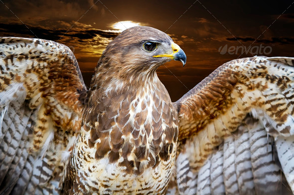 Common Buzzard. Buteo buteo - Stock Photo - Images