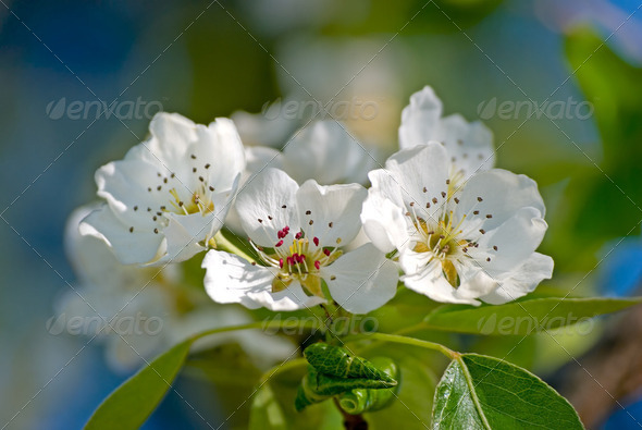 Blossoming branch of a pear tree - Stock Photo - Images
