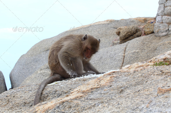 Crab-eating macaque monkey of southeast asia sitting on rock 4 - Stock Photo - Images