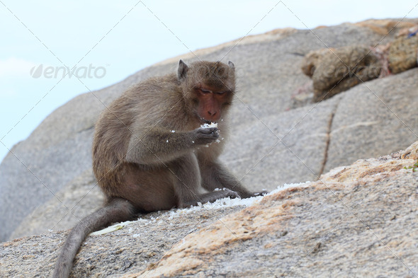Crab-eating macaque monkey of southeast asia sitting on rock 5 - Stock Photo - Images