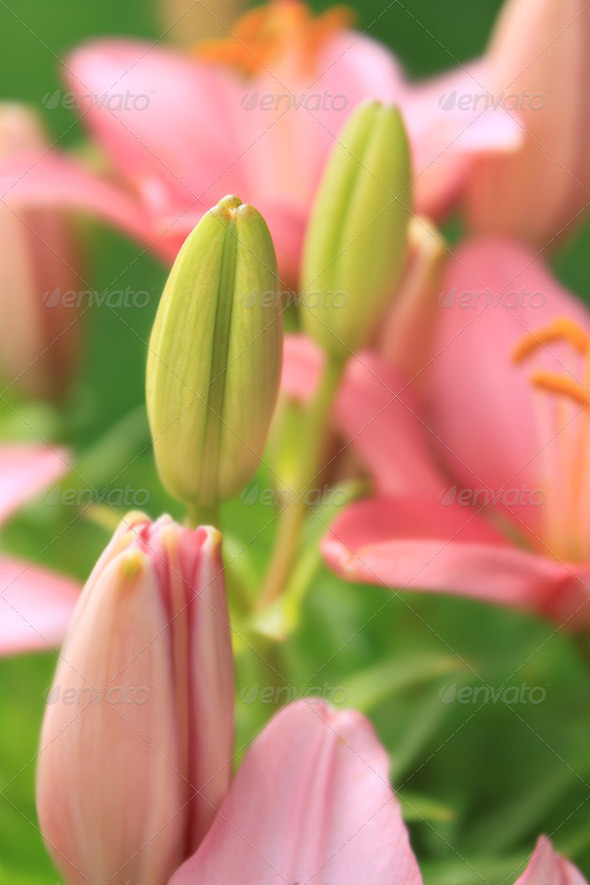 Young bud of Asiatic lily - Stock Photo - Images