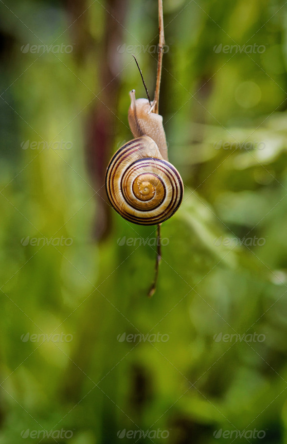 Snail eating plant stem - Stock Photo - Images