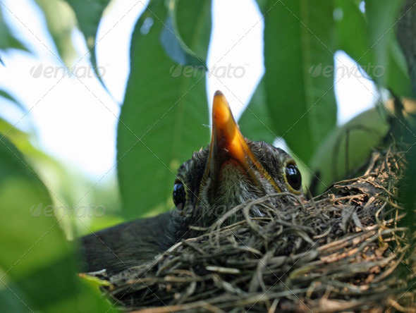 beak and eyes of a blackbird that lurks within the nest on the b - Stock Photo - Images