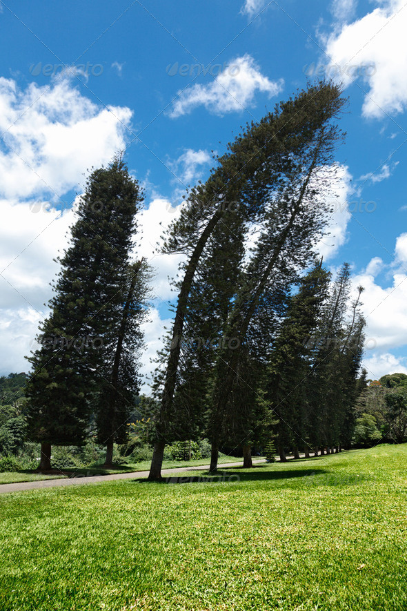 Crooked Cook Pines (Araucaria columnaris) - Stock Photo - Images