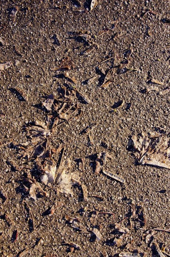 Closeup maple leaves and seeds on asphalt sunlight - Stock Photo - Images