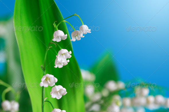 Lily Of The Valley - Stock Photo - Images