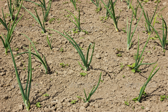 Field With Organically Growing Onion - Stock Photo - Images