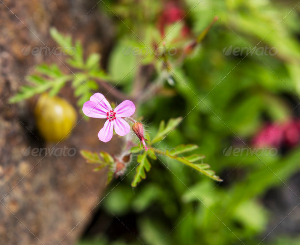 Small Pink Wild Flower - Stock Photo - Images