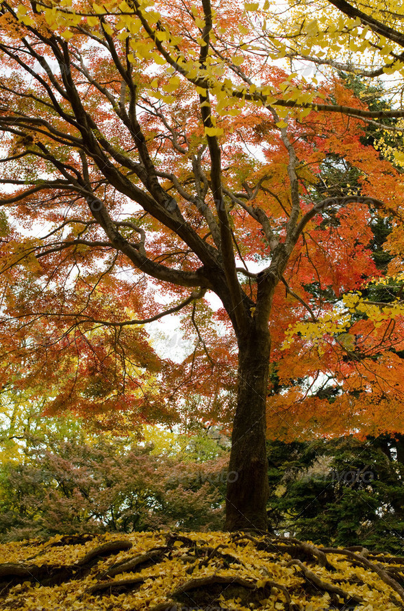 Japanese maple tree in autumn - Stock Photo - Images