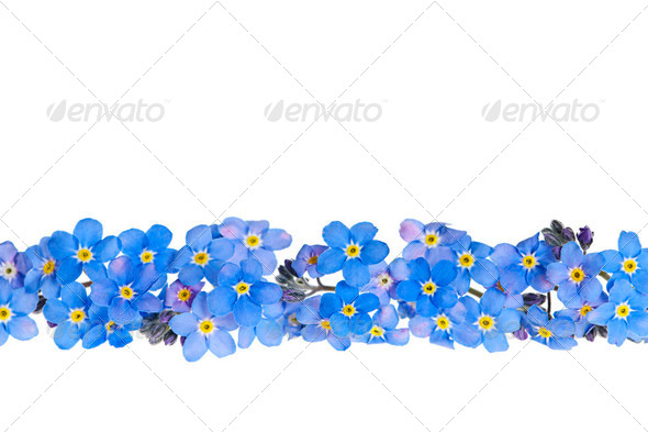 Blue spring flower border - Stock Photo - Images
