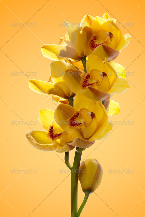 Fresh bright yellow orchid - Stock Photo - Images