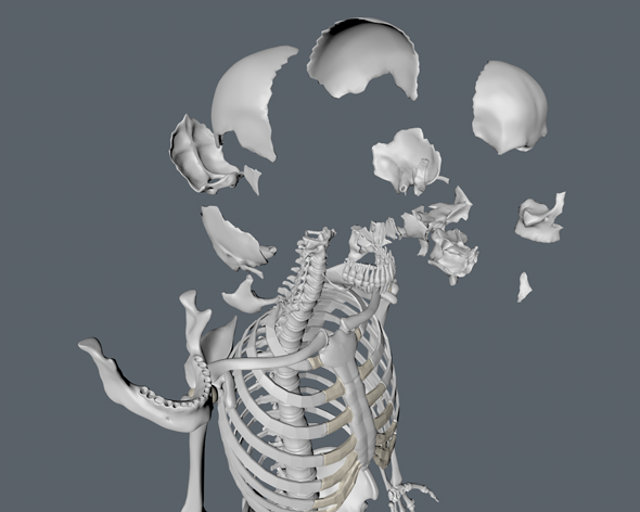 3DOcean Professional Anatomy Skeleton 3460878 3DOcean Professional Anatomy Skeleton 3460878