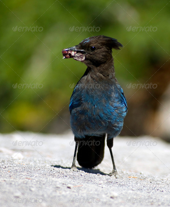 Steller's Jay - Stock Photo - Images