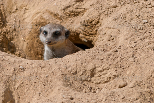 Meerkat - Stock Photo - Images