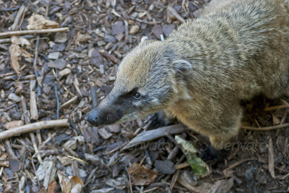 South American Coati - Stock Photo - Images