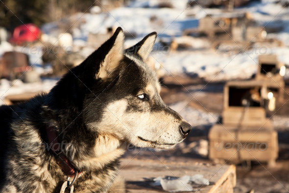 A husky sled dog listening alertly to other dogs in the kennel in the background. The white eyes are a natural result of the merle gene in huskies which changes the pigmentation of the eye.