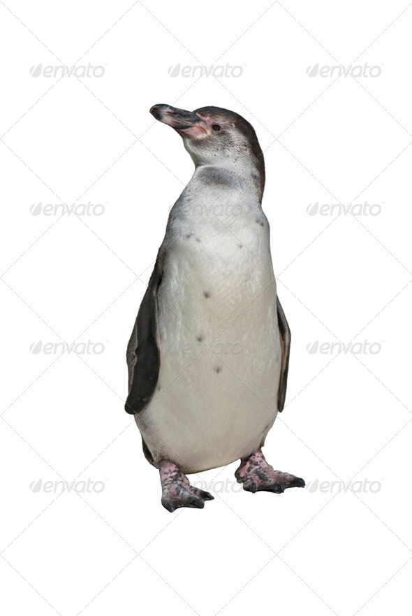 Humboldt Penguin - Stock Photo - Images