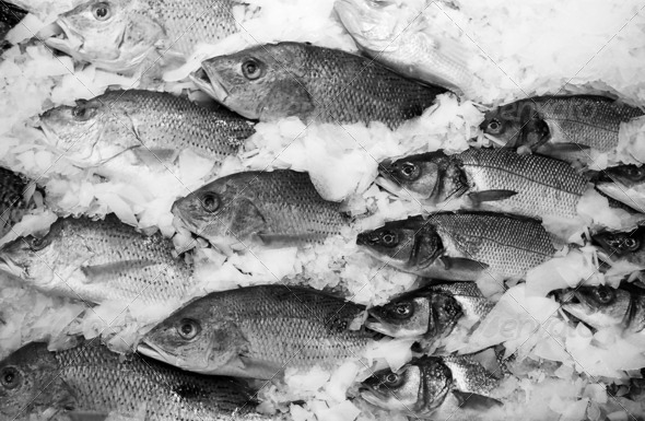 A display of fresh-caught fish on ice at a fish market. This collection of mackerel and perch are nicely organized to face in the same direction. (Scanned from black and white film.)