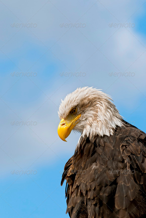Bald Eagle - Stock Photo - Images
