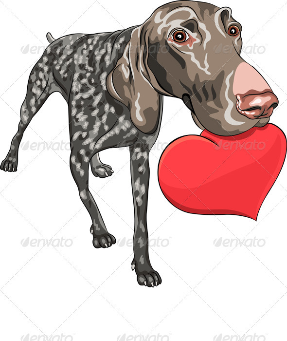 Vector Dog Kurzhaar Breed Holding a Red Heart - Animals Characters
