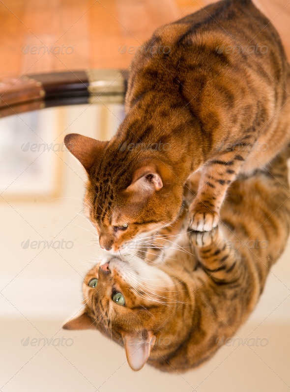 Orange brown bengal cat reflecting in mirror