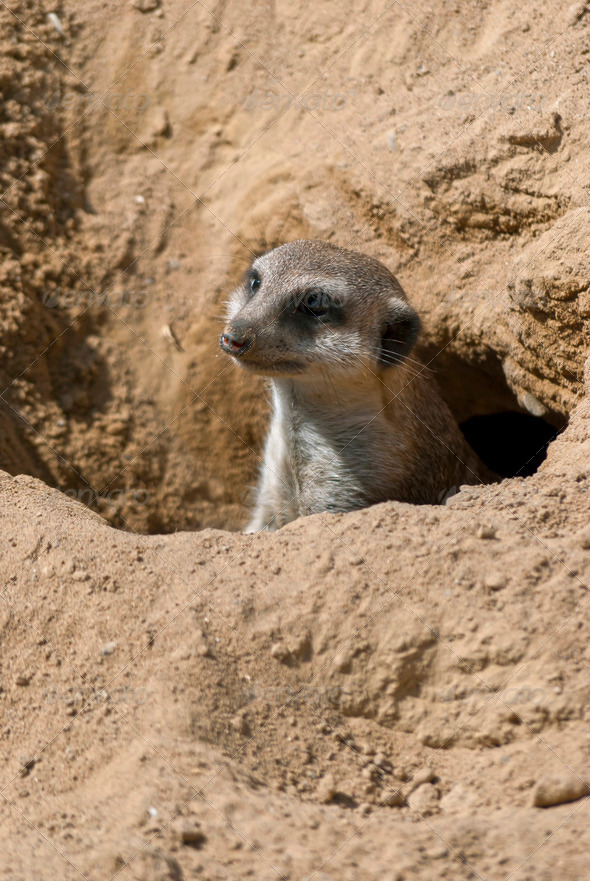 Meerkat - Stock Photo - Images