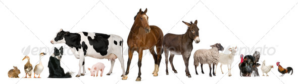 Stock Photo - PhotoDune Variety of farm animals in front of white background 399273 Stock Photo - PhotoDune Variety of farm animals in front of white background 399273