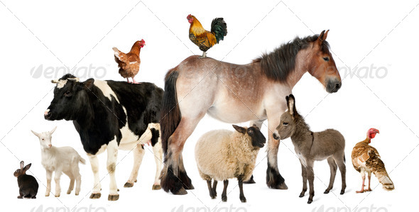 Stock Photo - PhotoDune Variety of farm animals in front of white background 399862 Stock Photo - PhotoDune Variety of farm animals in front of white background 399862