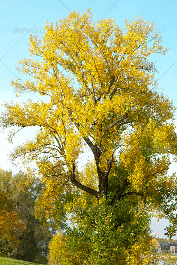 Autumn Tree - Stock Photo - Images