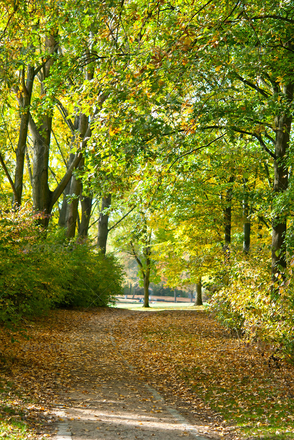 Autumnal Park - Stock Photo - Images