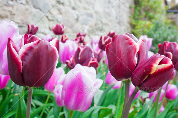 Burgundy and pink tulips