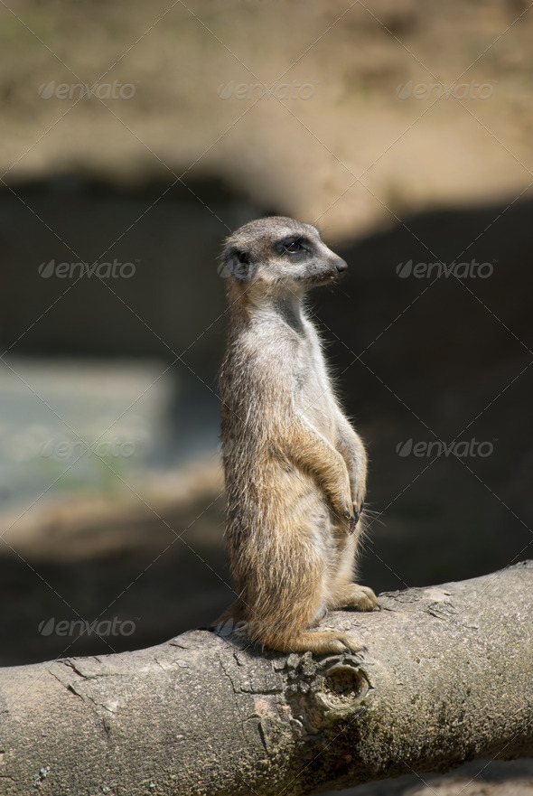 Meerkat - Stock Photo - Images