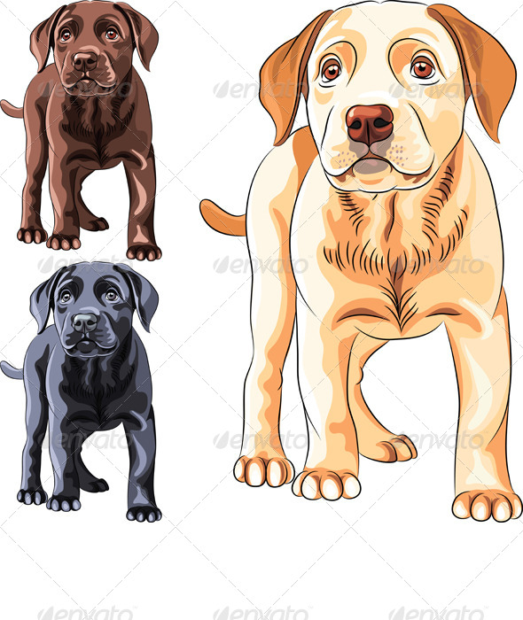 GraphicRiver Vector Set of Labrador Retriever Puppies 4130360 GraphicRiver Vector Set of Labrador Retriever Puppies 4130360