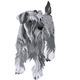 Vector black Miniature Schnauzer dog - 5