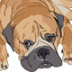 Vector Closeup Portrait of the Dog Breed Bullmasti - 1