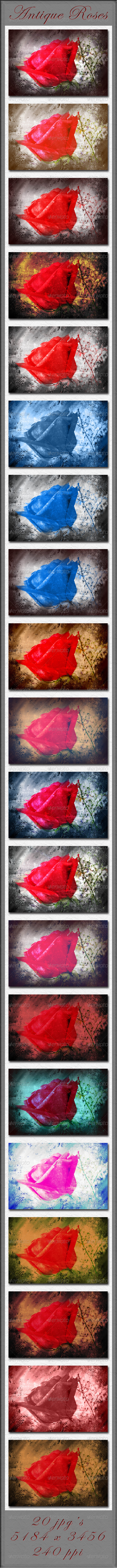 GraphicRiver Antique Roses 4262882 GraphicRiver Antique Roses 4262882