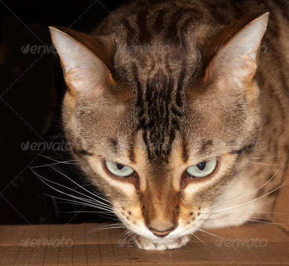 Bengal kitten seeking food and pushing its head through a cardboard box
