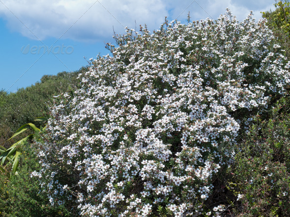 Blooming Manuka Leptospermum scoparium NZ tea tree - Stock Photo - Images