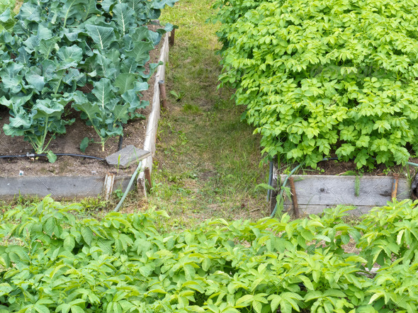 Raised beds of vegetable plants potatoes broccoli - Stock Photo - Images