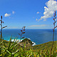 Grass and Ocean