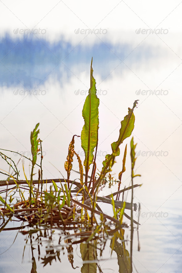 some green leaves reflected in water in lake in misty morning